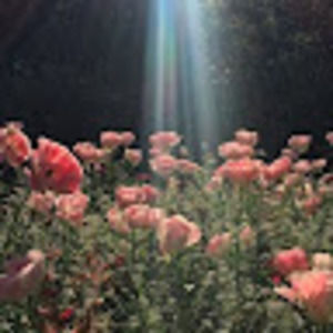 Meet your Posher, Cheri